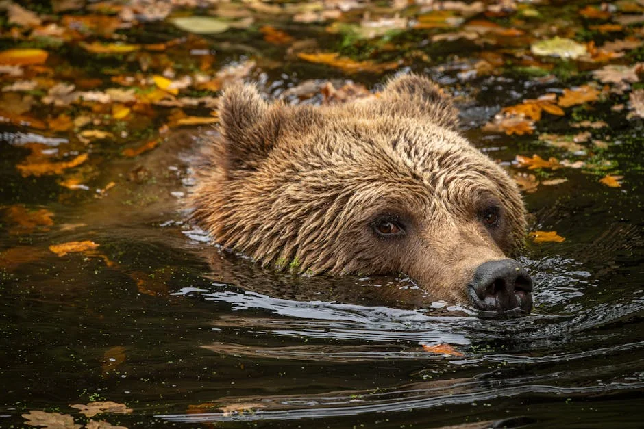Autoridades deportivas postergan Wafcon: la falta de valor a las mujeres es evidente — Futbol Americano
