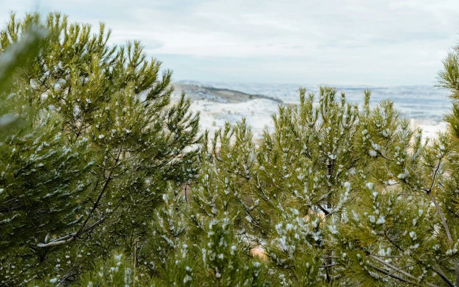 Esquiador haitiano vence obstáculos económicos para brillar en Invierno — Boxeo