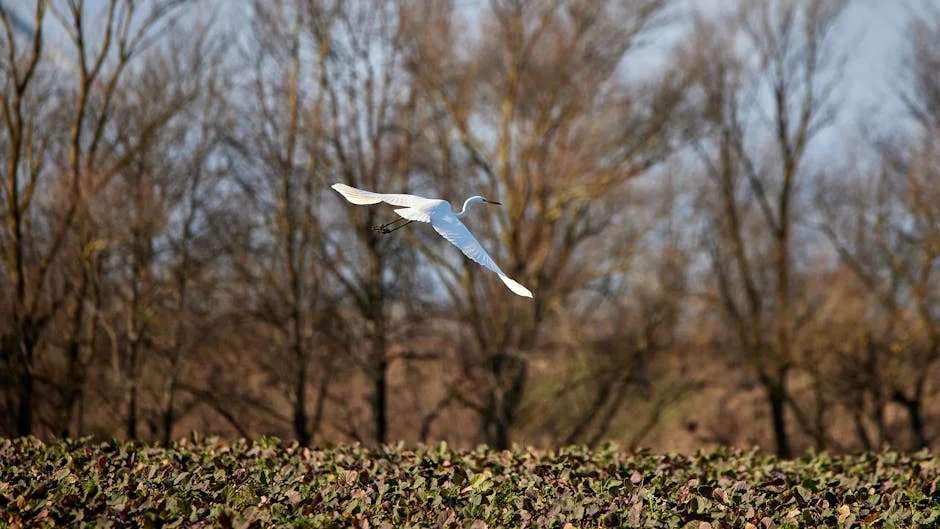 Grimaldo afirma que maneja todos los palos: ¿Qué significa para Leverkusen? — Futbol Americano