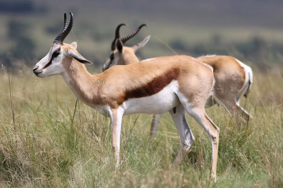 Lesiones de los Springboks exponen crisis en el deporte sudafricano — Tenis