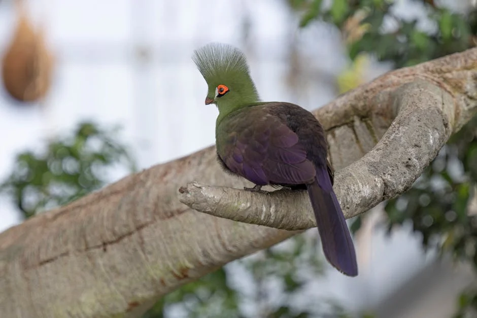 Residencias de Emiratos Árabes Unidos obtienen alivio con regla especial para visados vencidos - ¿Cómo afecta esto a VE? — Futbol Americano