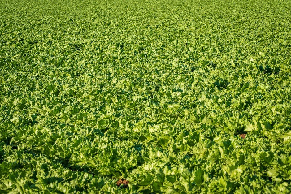 Romain y Carlos Daniel celebran aniversario en Club Sport Marítimo — Beisbol