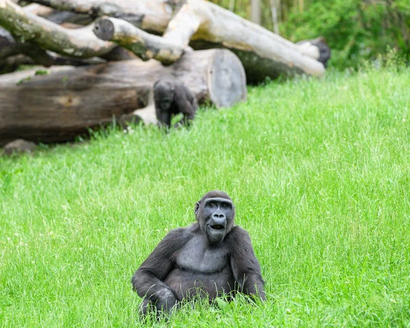 Sassou Nguesso mantiene el poder en Congo, ¿qué implica para los mercados? — Tenis