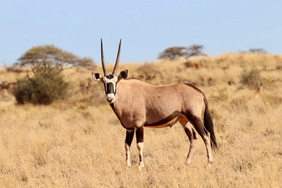 Sudáfrica excluye a cuatro estrellas de los Springboks para 2027