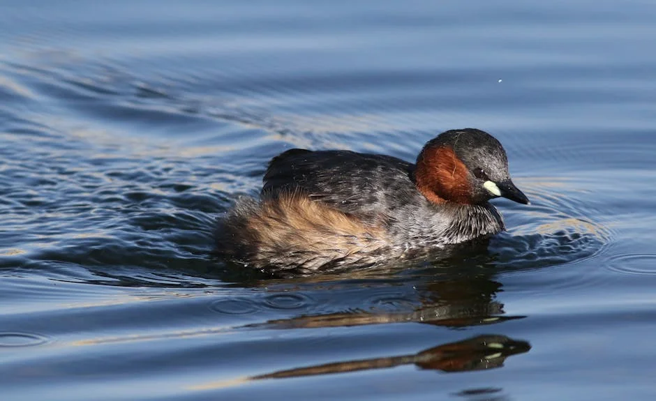The Ximba expone conexión en licitación de 1.8 mil millones de Ekurhuleni: consecuencias económicas — Beisbol