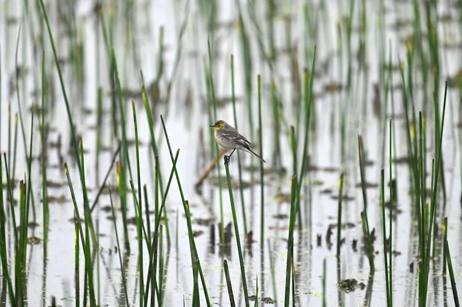 Tormenta de granizo causa daños en Thoubal, afectando cultivos y viviendas — Formula 1