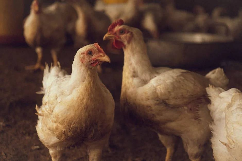 Vacuna contra la gripe aviar inicia pruebas — ¿cómo afecta a América Latina? — Tenis