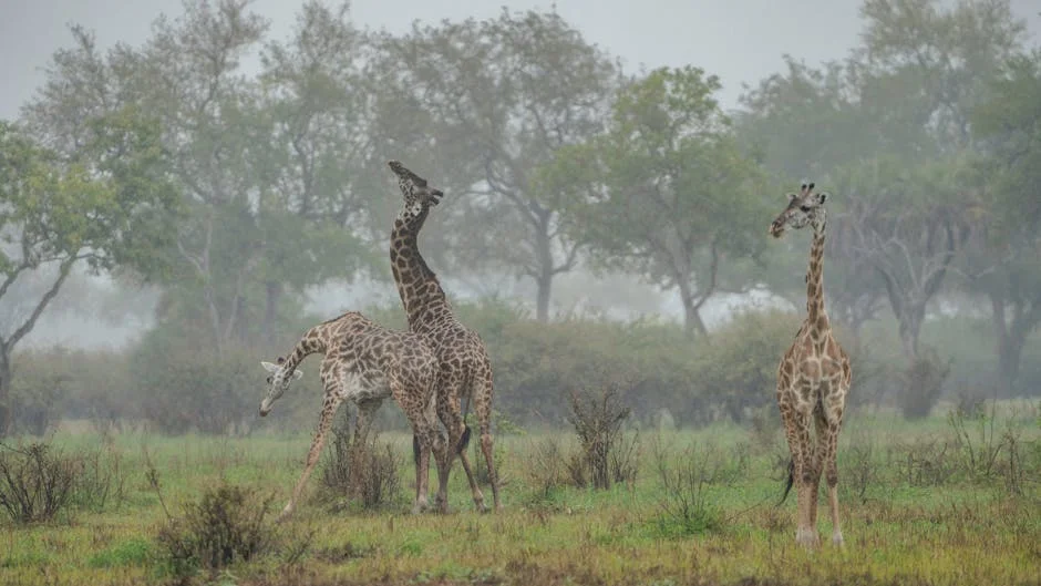Zimbabue experimenta un auge económico inesperado — Boxeo